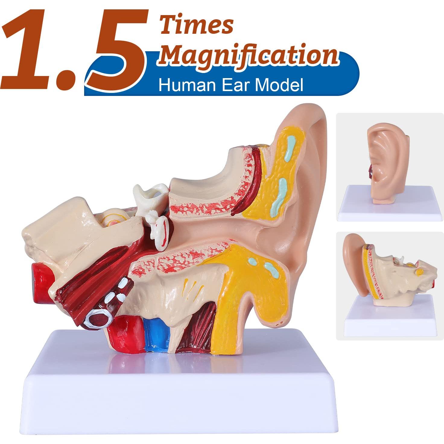 Modelo de Anatomía del Oído Humano 1.5x PVC con Base