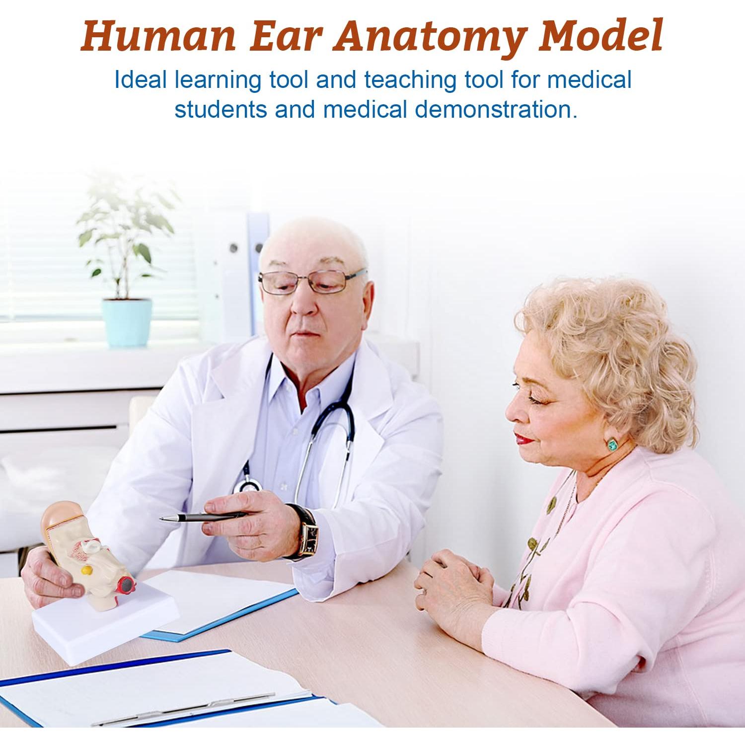 Modelo de Anatomía del Oído Humano 1.5x PVC con Base