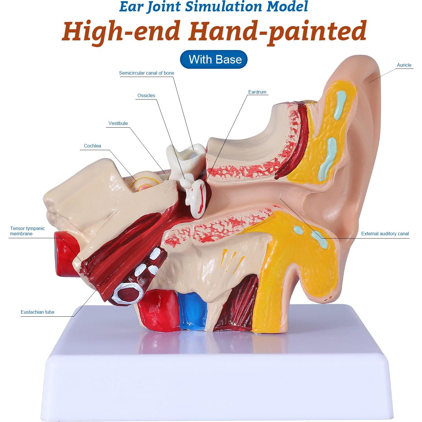 Modelo de Anatomía del Oído Humano 1.5x PVC con Base