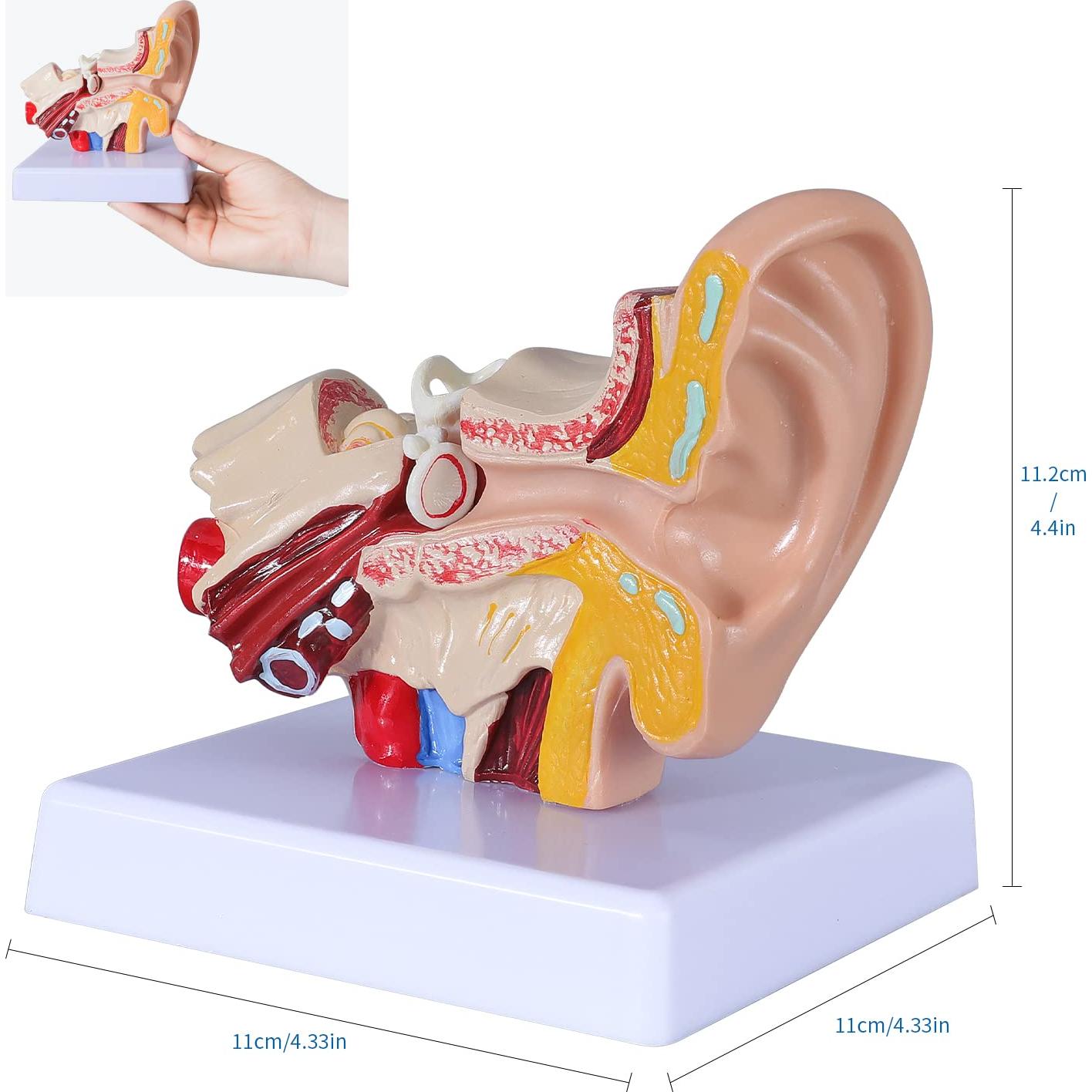 Modelo de Anatomía del Oído Humano 1.5x PVC con Base