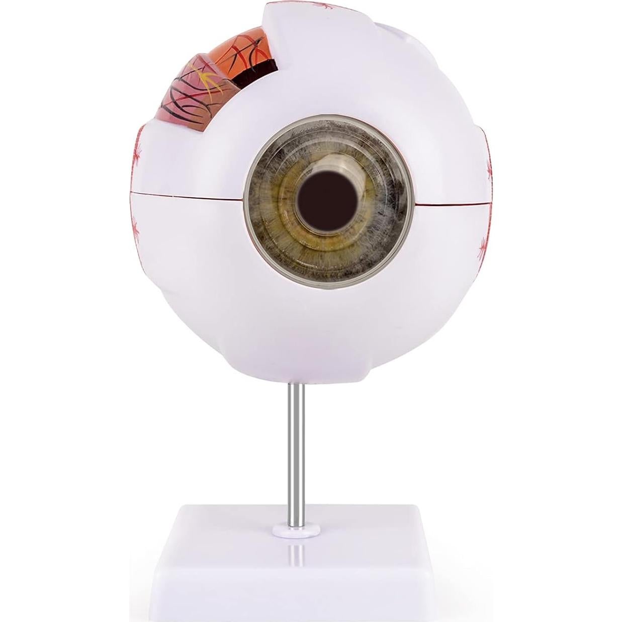 Modelo Anatómico del Ojo Humano 6X Ultrassist - Educativo