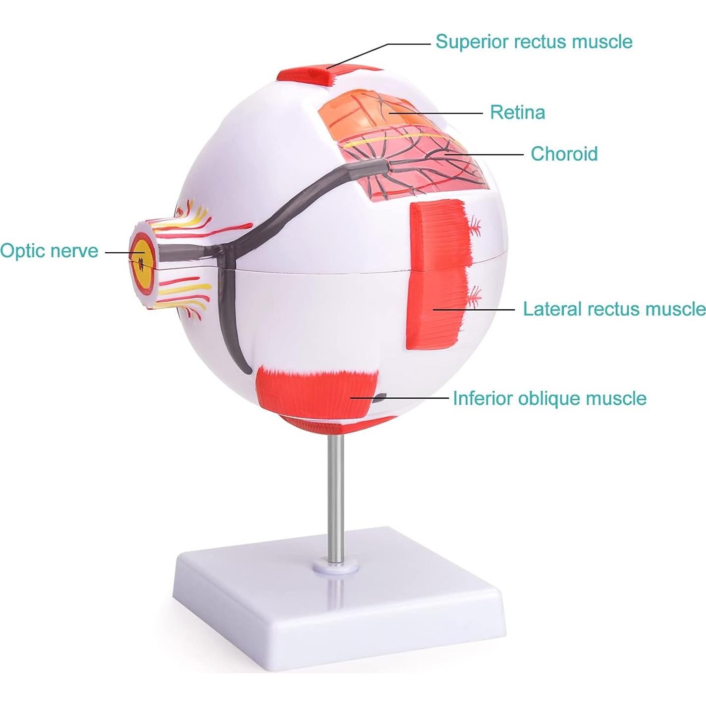 Modelo Anatómico del Ojo Humano 6X Ultrassist - Educativo