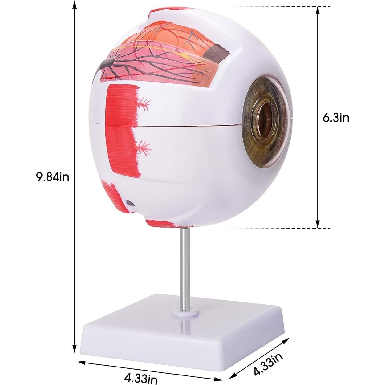 Modelo Anatómico del Ojo Humano 6X Ultrassist - Educativo