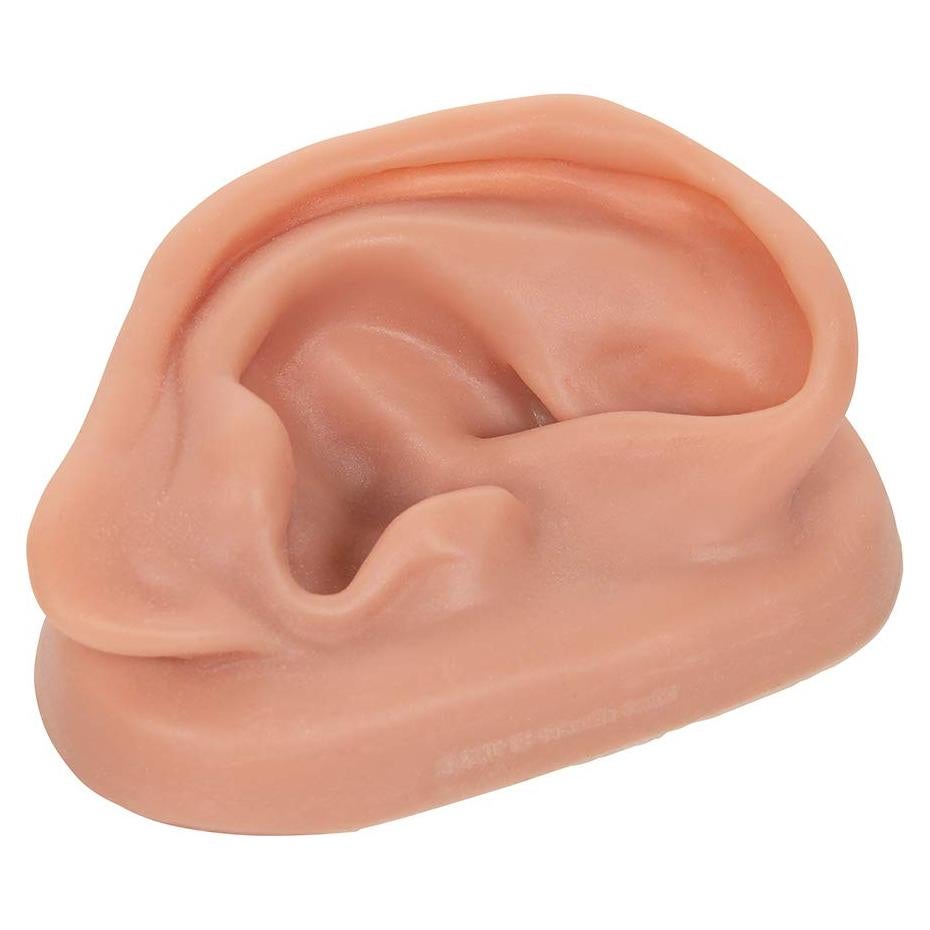 Modelo de Oído Derecho de Acupuntura 3B Scientific N15/1R