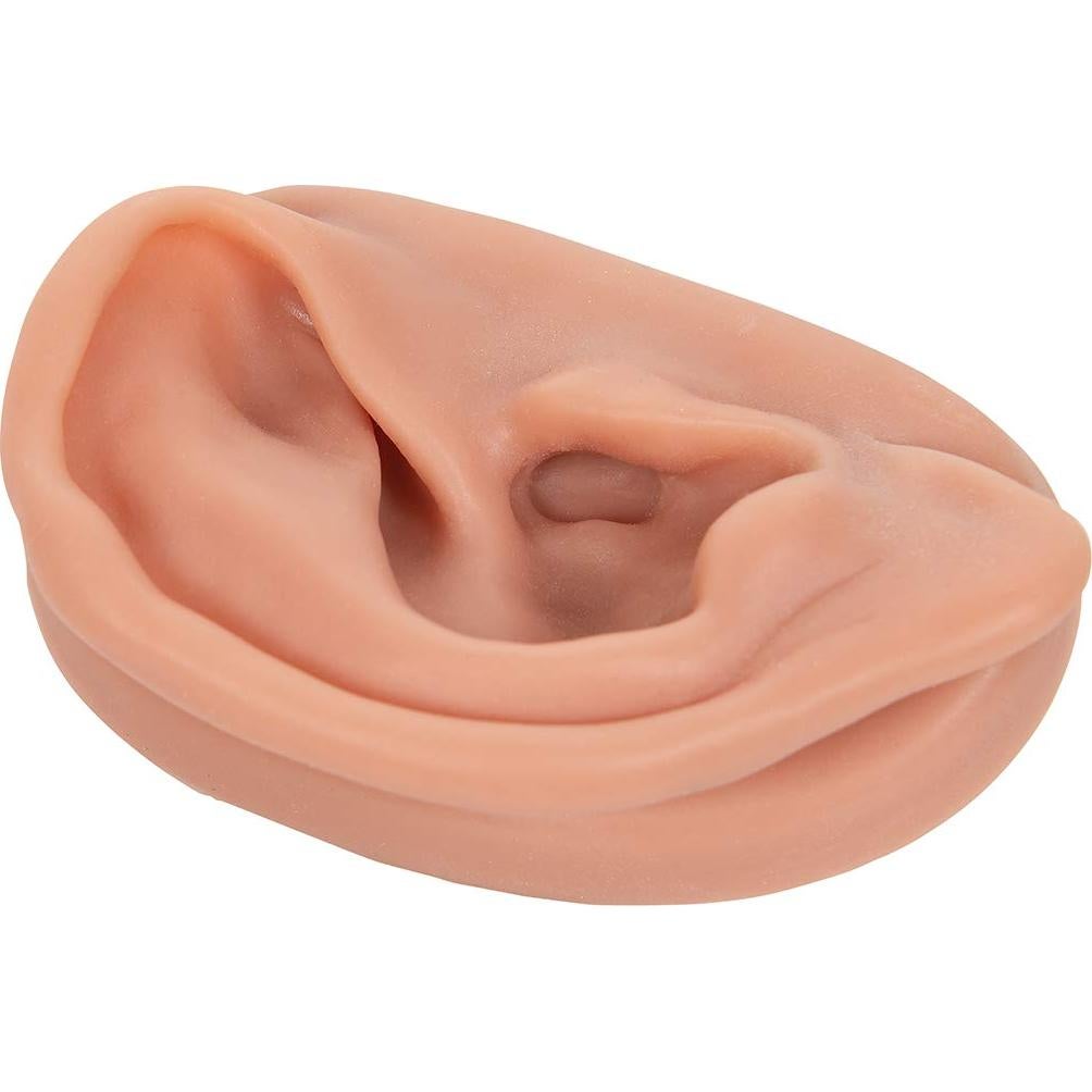 Modelo de Oído Derecho de Acupuntura 3B Scientific N15/1R
