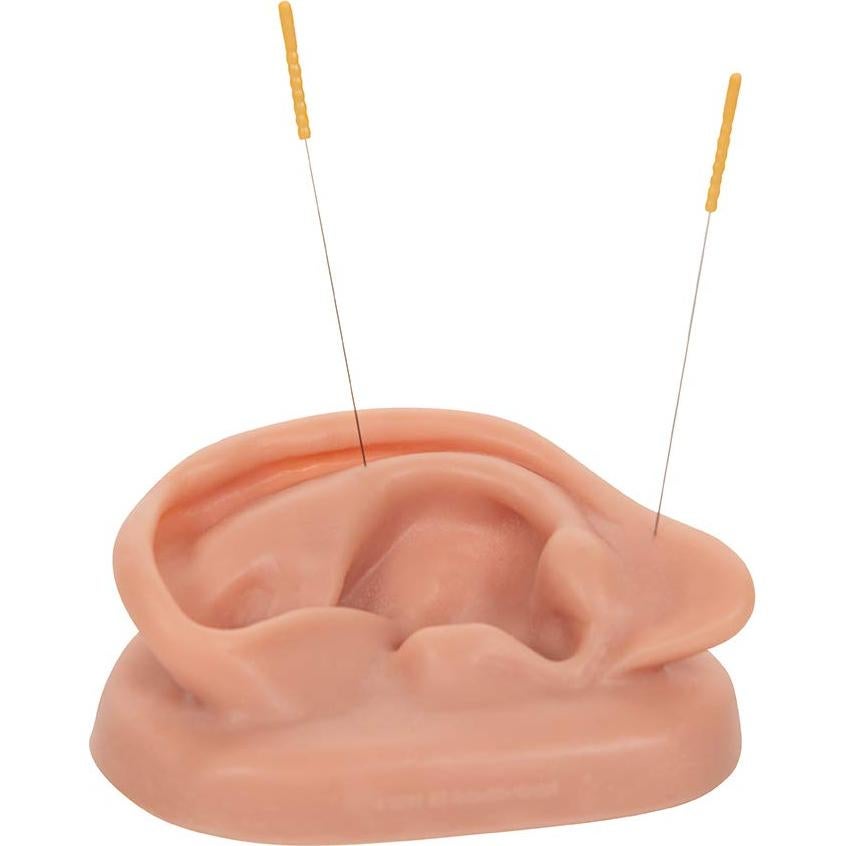 Modelo de Oído Derecho de Acupuntura 3B Scientific N15/1R