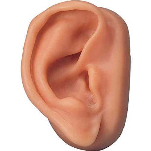 Modelo de Oído Derecho de Acupuntura 3B Scientific N15/1R