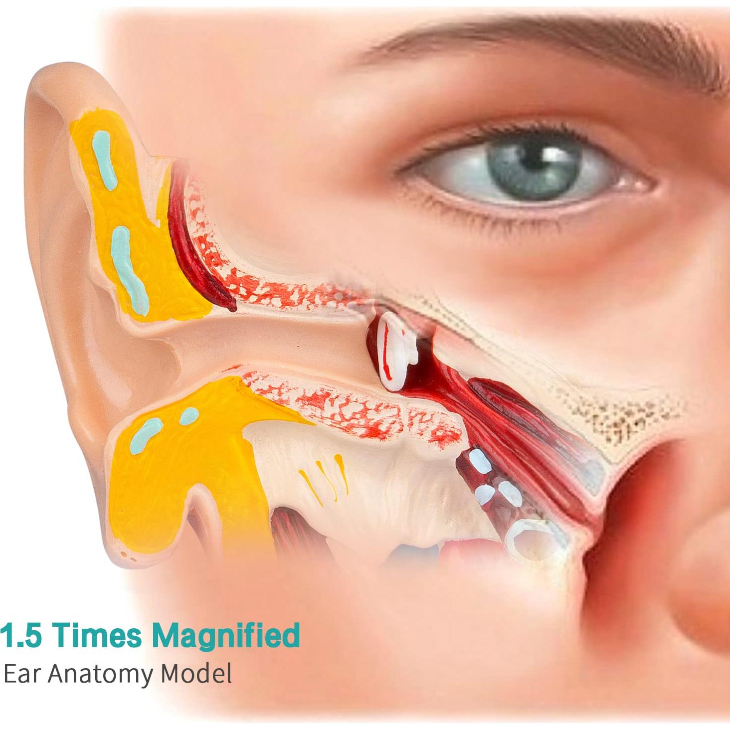 Modelo de Oído Humano 1.5x Ampliado LVCHEN - Anatomía Detallada