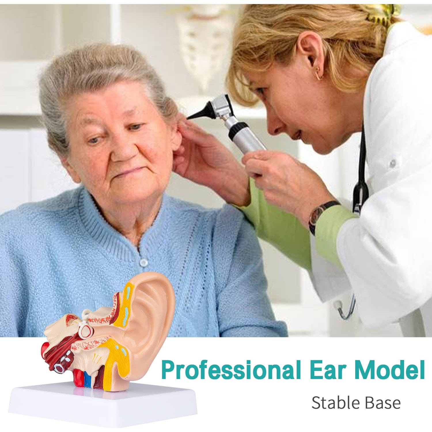 Modelo de Oído Humano 1.5x Ampliado LVCHEN - Anatomía Detallada