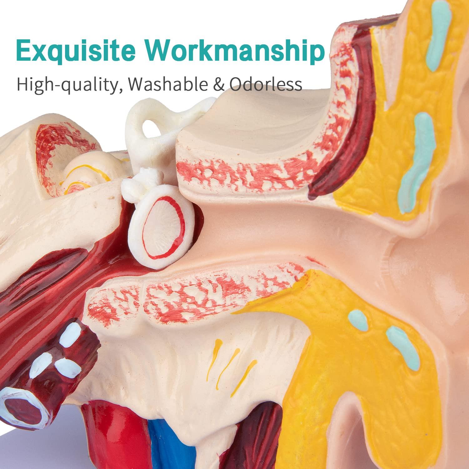 Modelo de Oído Humano 1.5x Ampliado LVCHEN - Anatomía Detallada