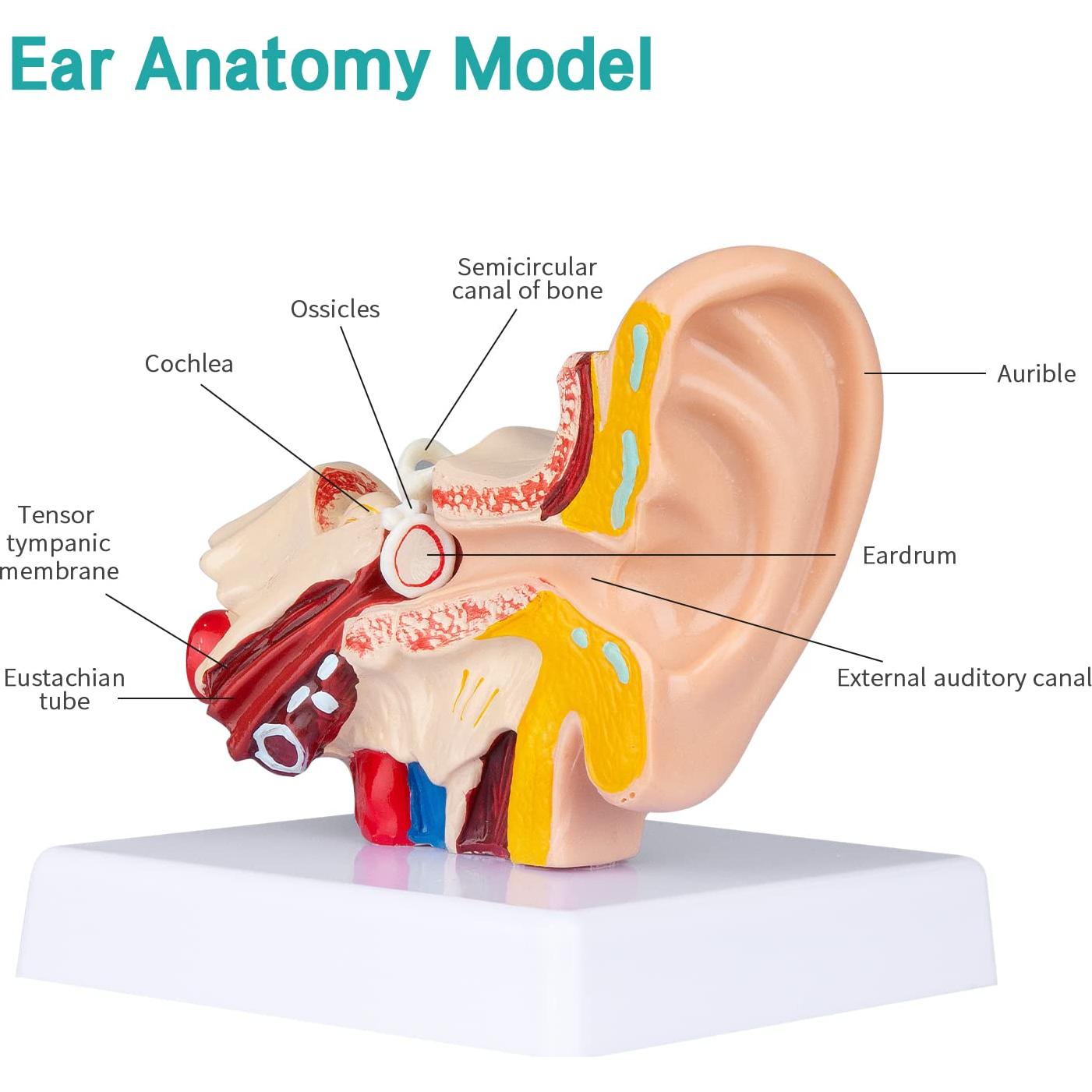 Modelo de Oído Humano 1.5x Ampliado LVCHEN - Anatomía Detallada