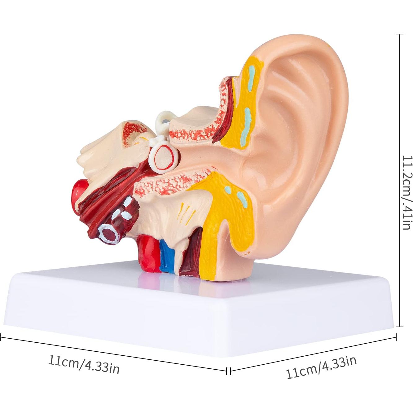 Modelo de Oído Humano 1.5x Ampliado LVCHEN - Anatomía Detallada