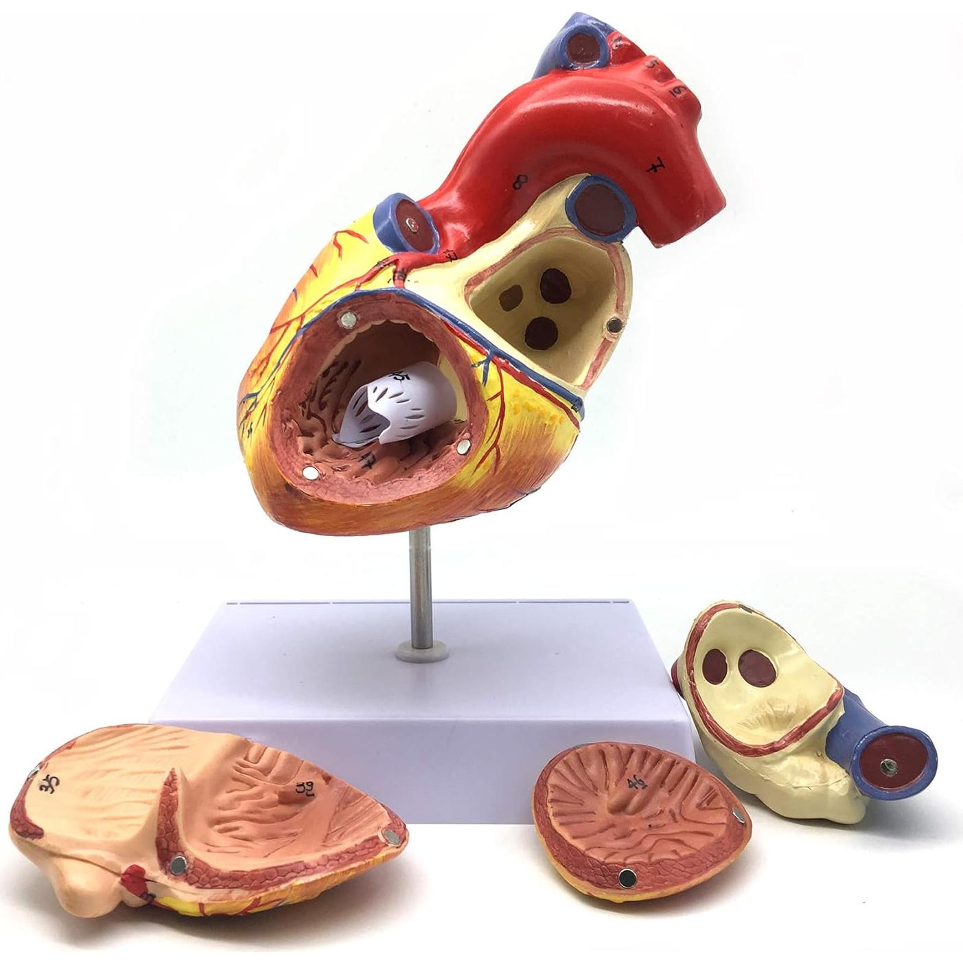 Modelo Anatómico Corazón Humano Ampliado 2X XINDAM 19.1x16.8cm