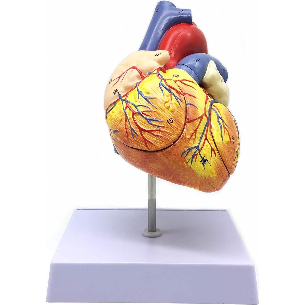 Modelo Anatómico Corazón Humano Ampliado 2X XINDAM 19.1x16.8cm