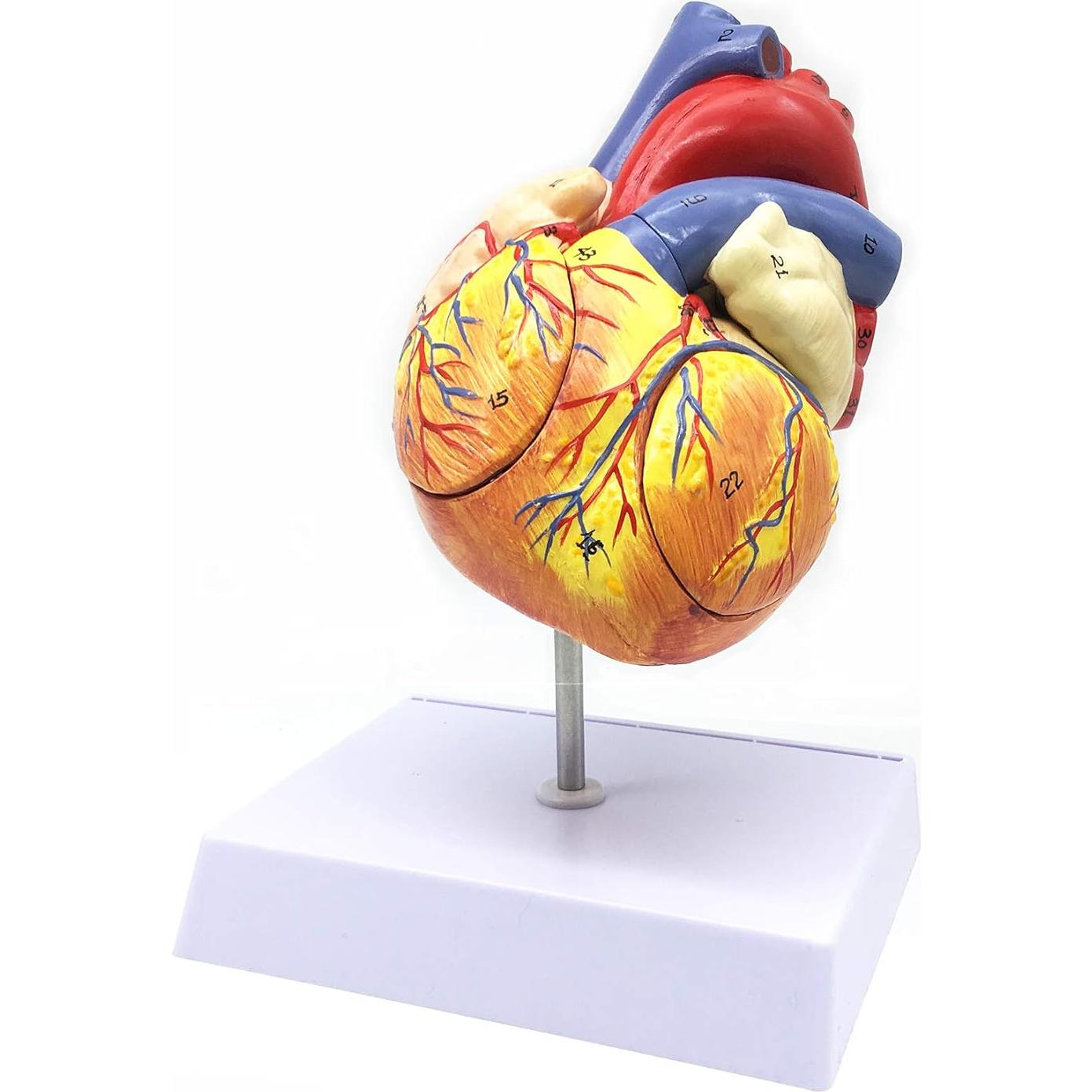 Modelo Anatómico Corazón Humano Ampliado 2X XINDAM 19.1x16.8cm