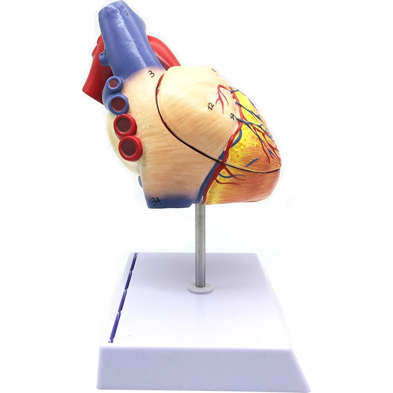 Modelo Anatómico Corazón Humano Ampliado 2X XINDAM 19.1x16.8cm