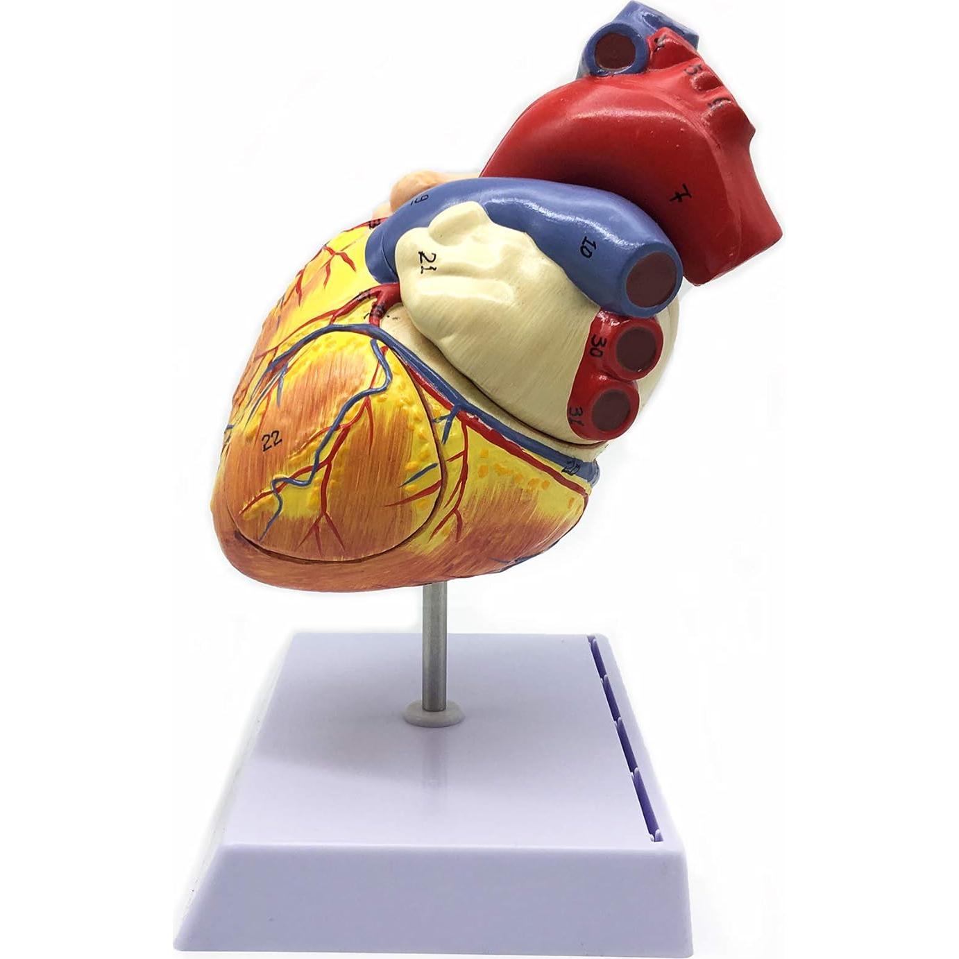 Modelo Anatómico Corazón Humano Ampliado 2X XINDAM 19.1x16.8cm
