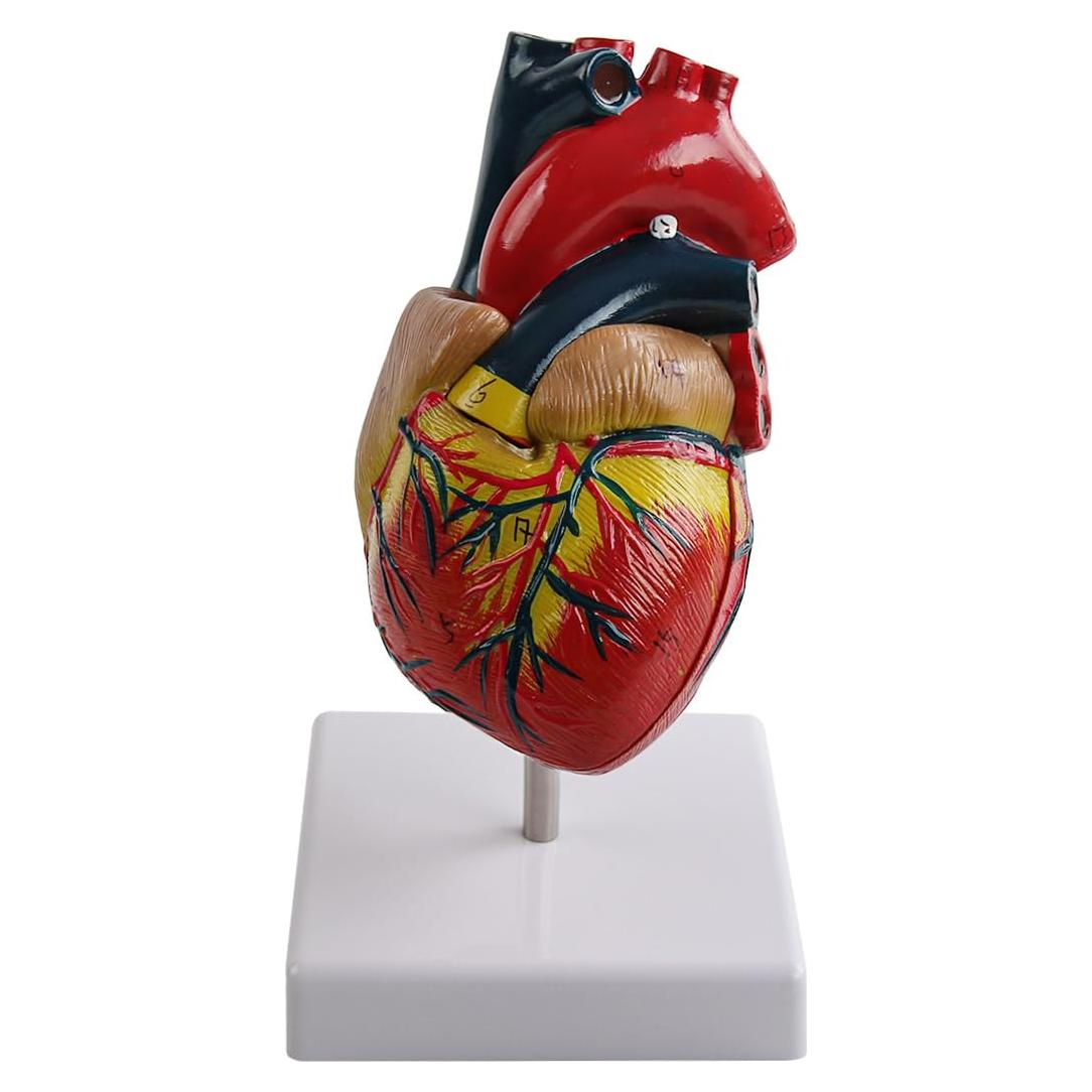 Modelo de Corazón Anatómico Vocadok - 34 Estructuras, PVC Duradero