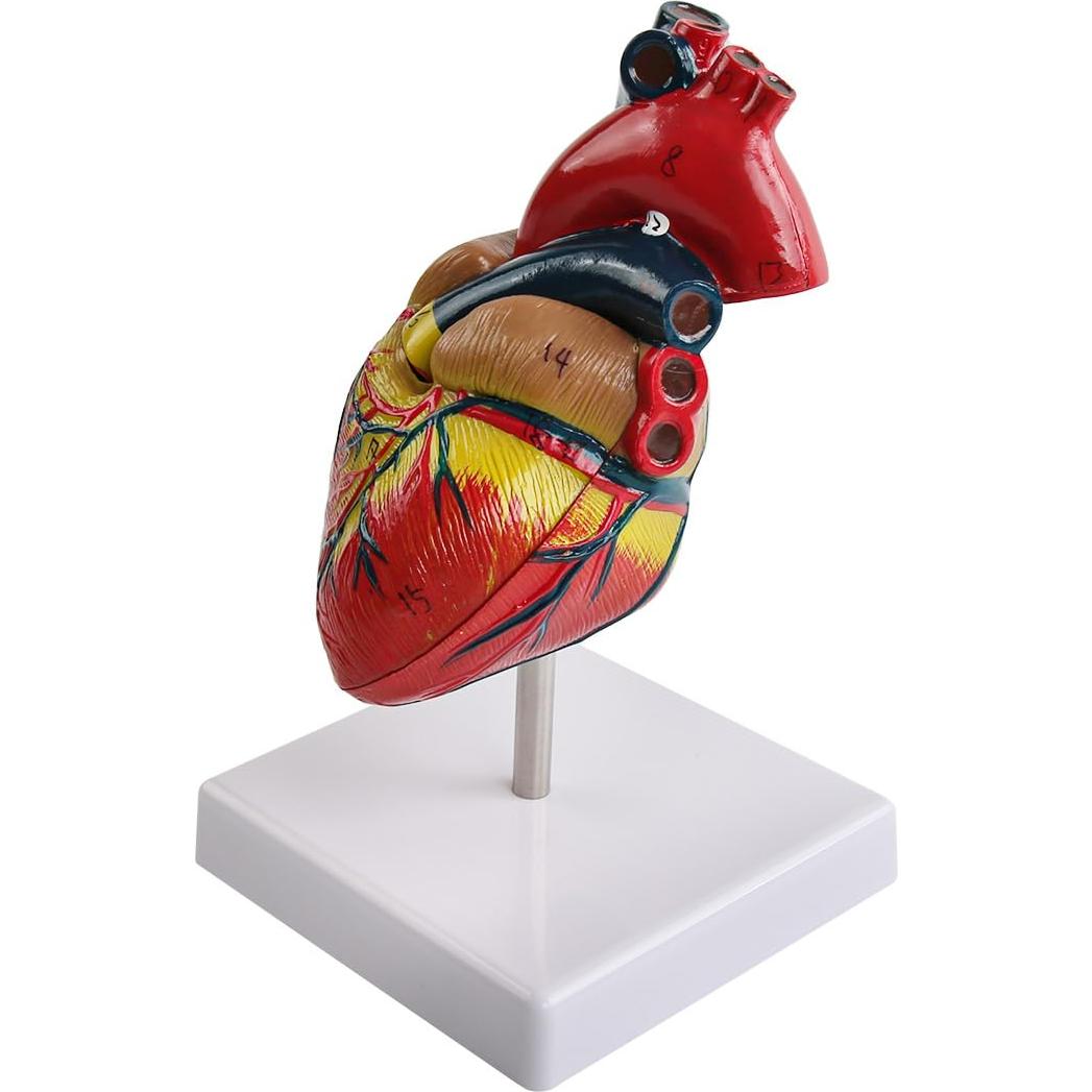 Modelo de Corazón Anatómico Vocadok - 34 Estructuras, PVC Duradero