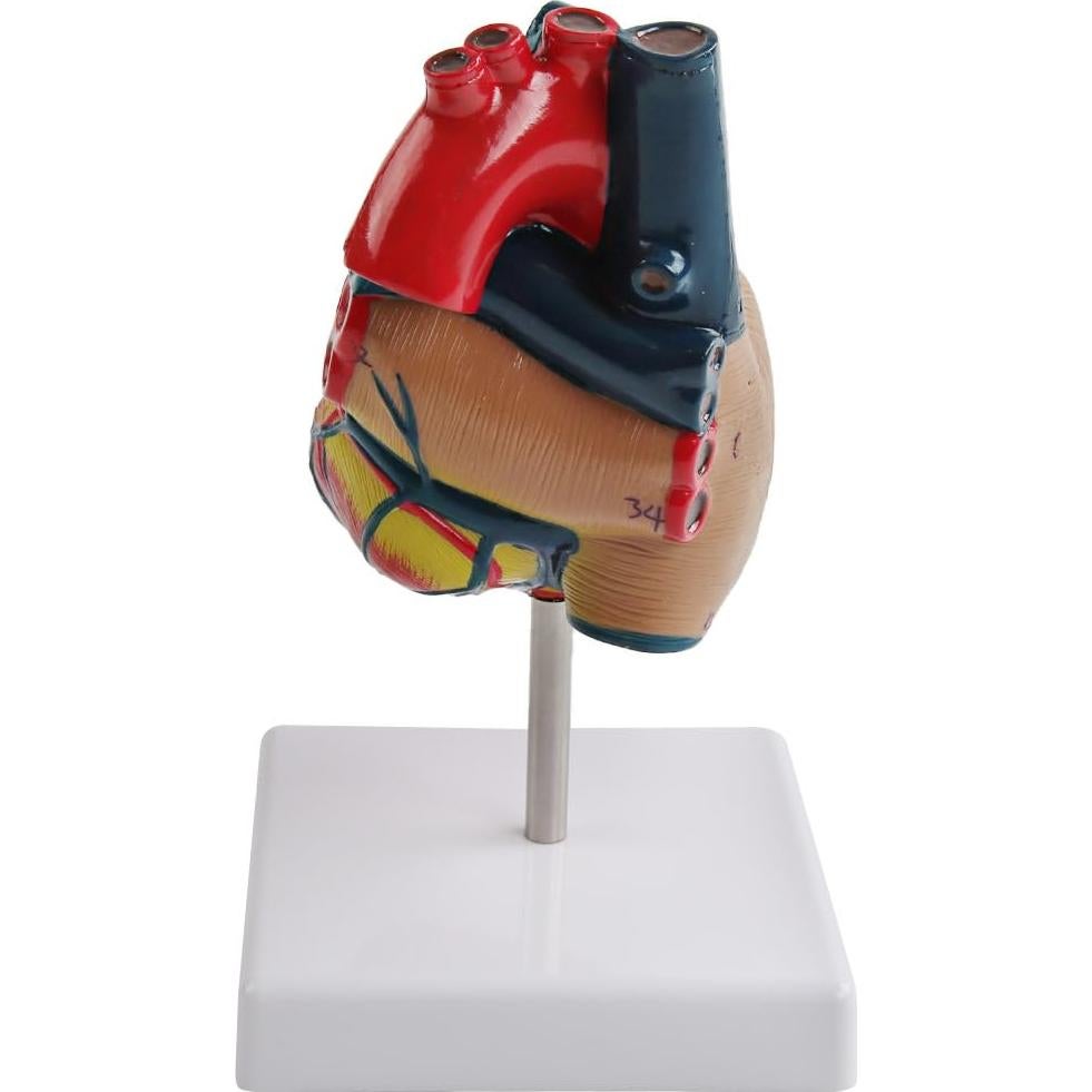Modelo de Corazón Anatómico Vocadok - 34 Estructuras, PVC Duradero