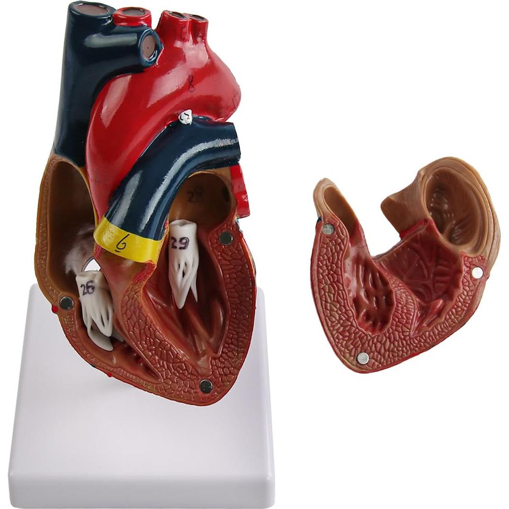 Modelo de Corazón Anatómico Vocadok - 34 Estructuras, PVC Duradero