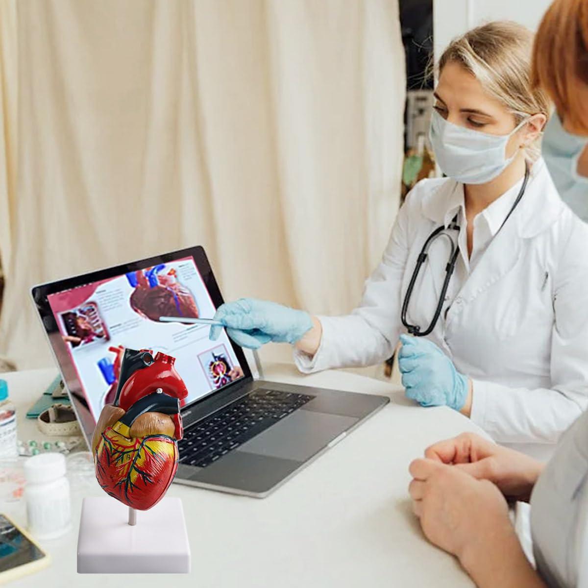 Modelo de Corazón Anatómico Vocadok - 34 Estructuras, PVC Duradero