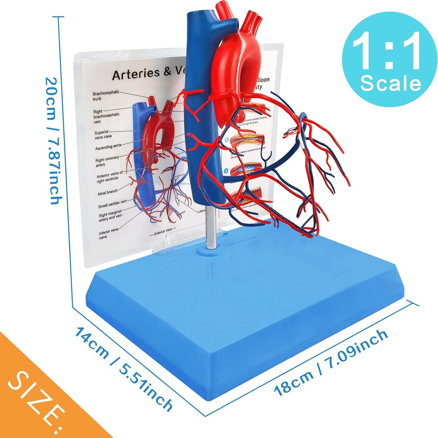 Modelo de Corazón Humano New Horizon 19.8x14.7 cm con Venas