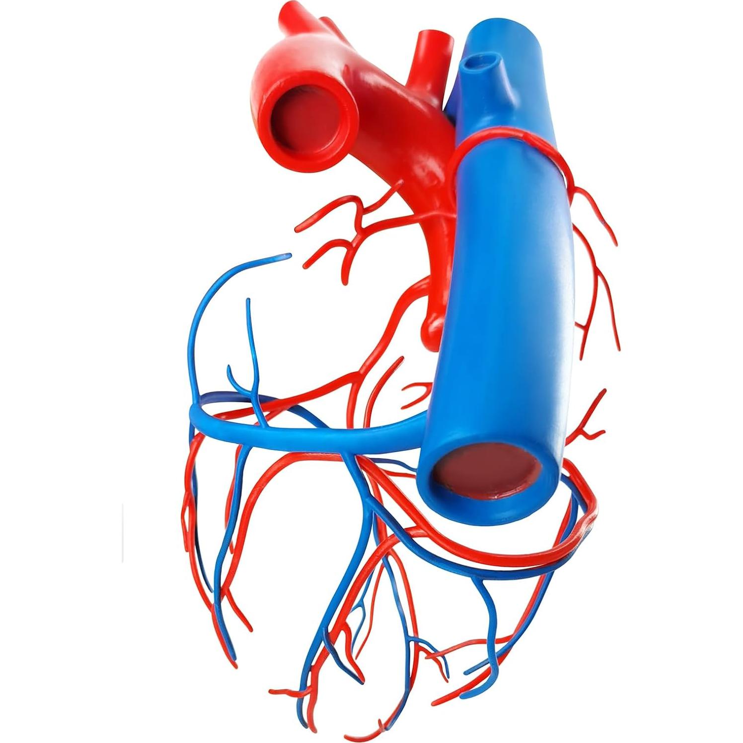 Modelo de Corazón Humano New Horizon 19.8x14.7 cm con Venas