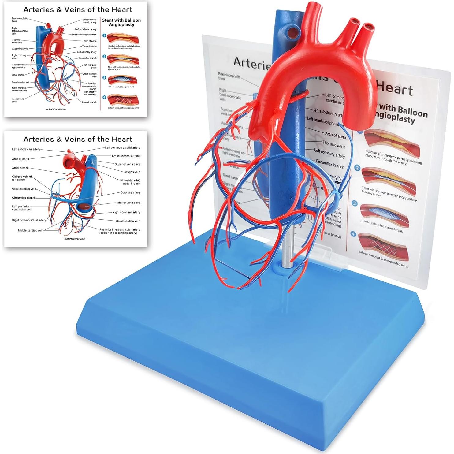 Modelo de Corazón Humano New Horizon 19.8x14.7 cm con Venas