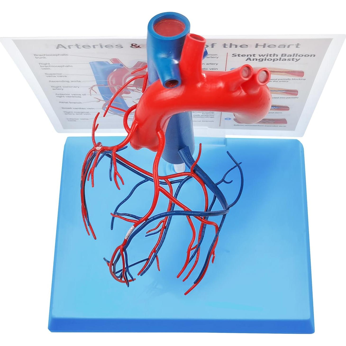 Modelo de Corazón Humano New Horizon 19.8x14.7 cm con Venas