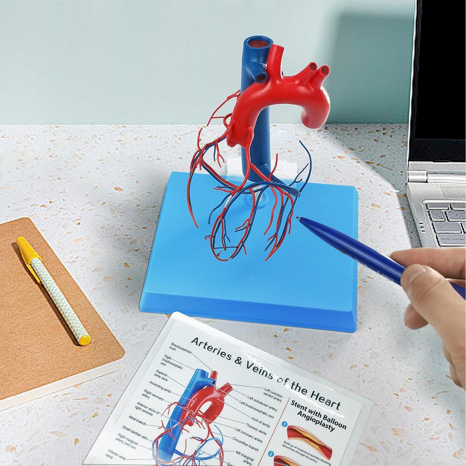 Modelo de Corazón Humano New Horizon 19.8x14.7 cm con Venas