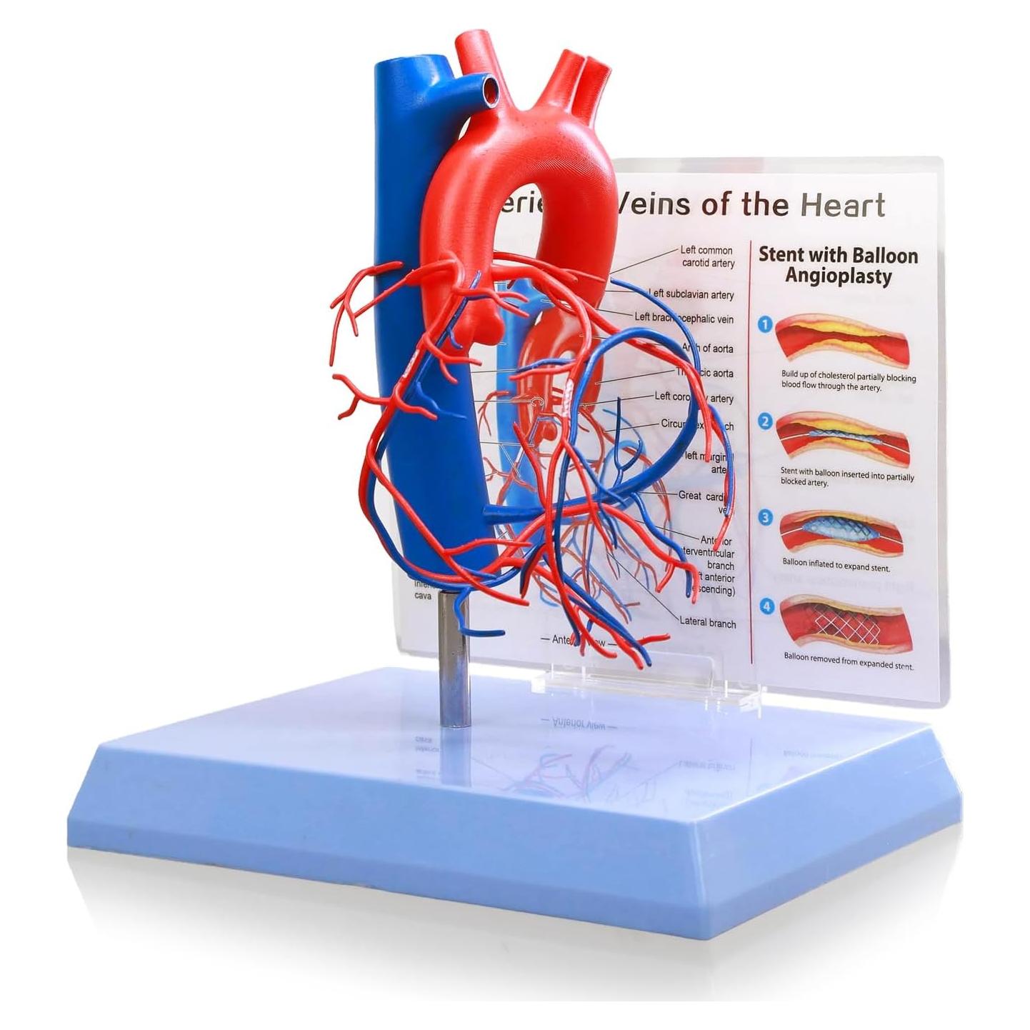 Modelo de Corazón Humano a Tamaño Real HADWYN