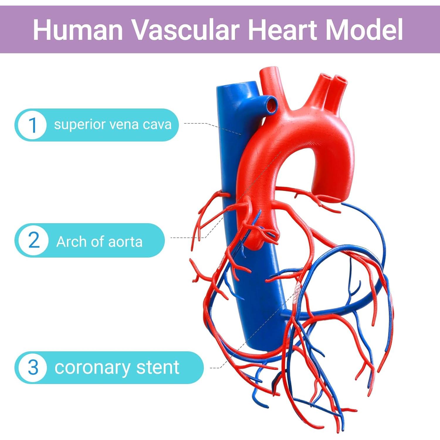 Modelo de Corazón Humano a Tamaño Real HADWYN