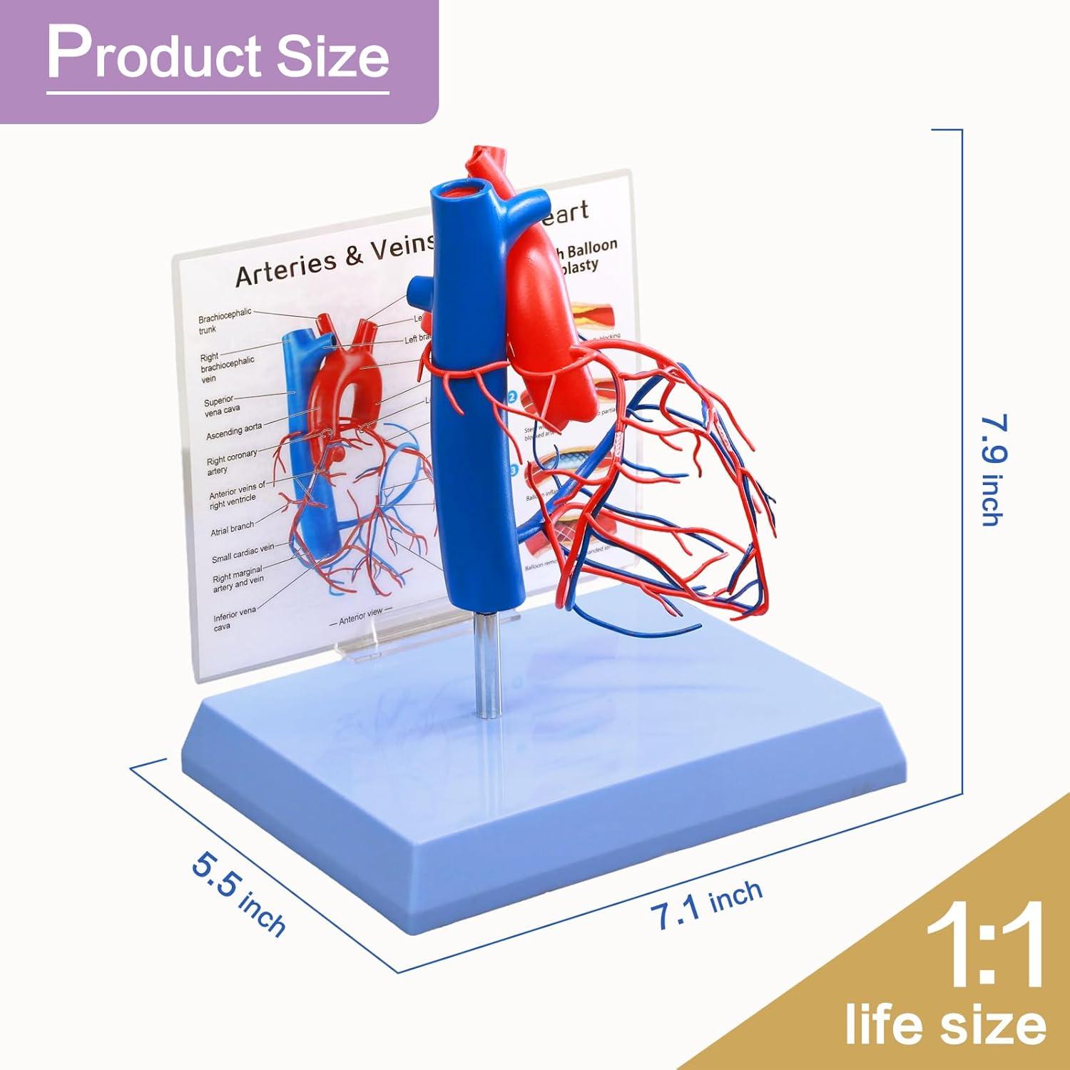 Modelo de Corazón Humano a Tamaño Real HADWYN
