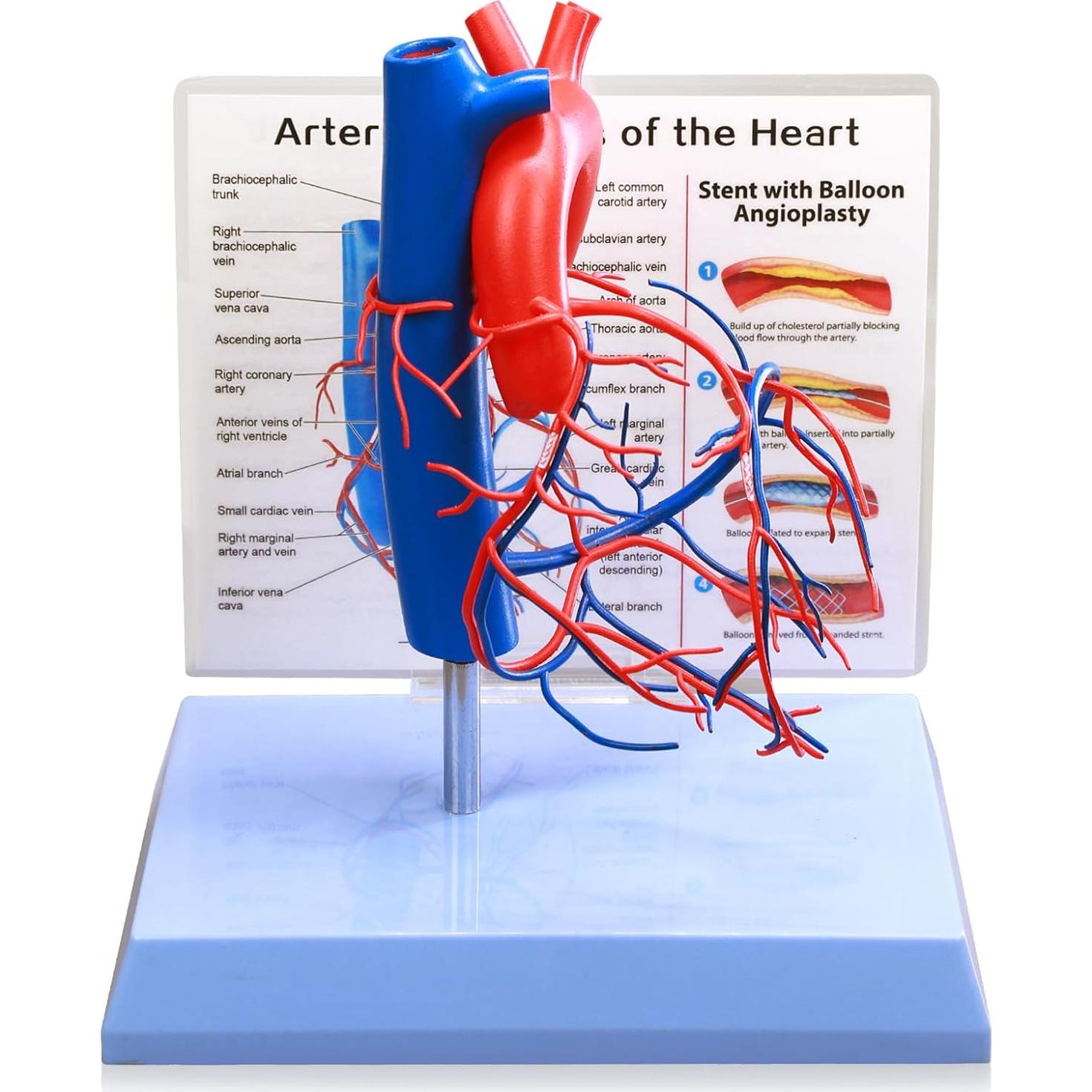 Modelo de Corazón Humano a Tamaño Real HADWYN