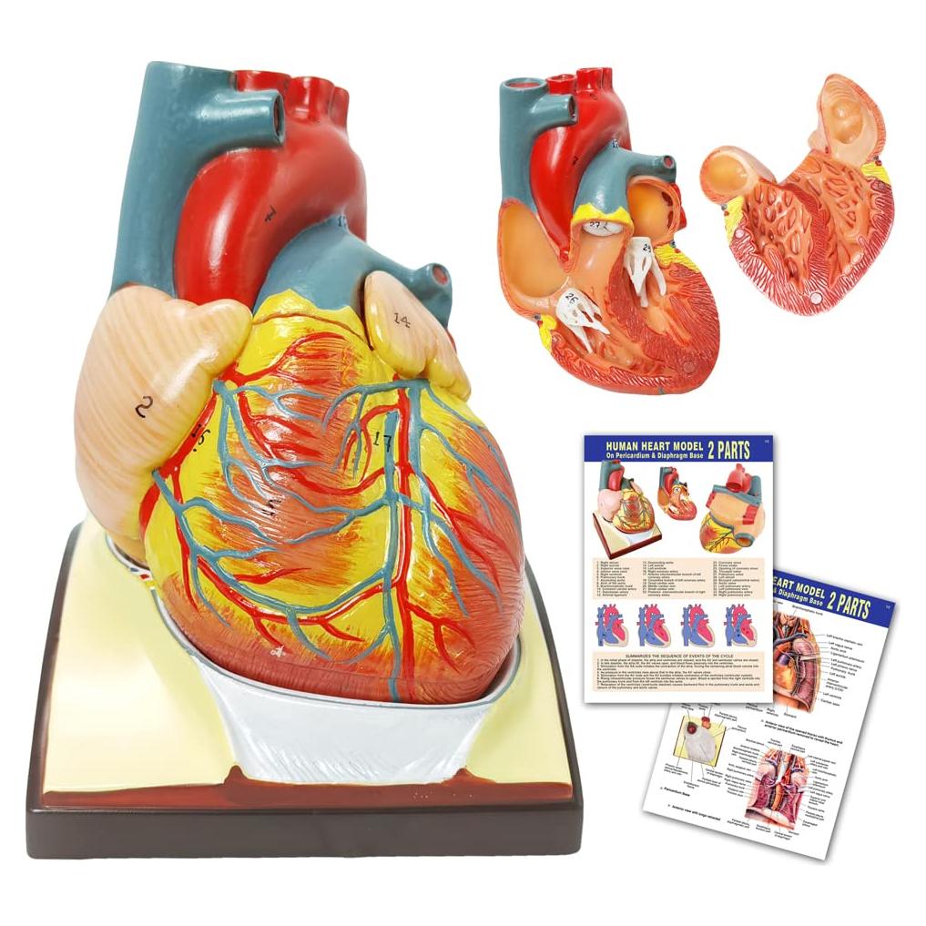 Modelo de Corazón Humano HADWYN 3D a Tamaño Real 11.1cm