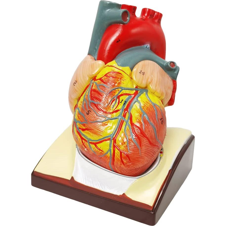 Modelo de Corazón Humano HADWYN 3D a Tamaño Real 11.1cm