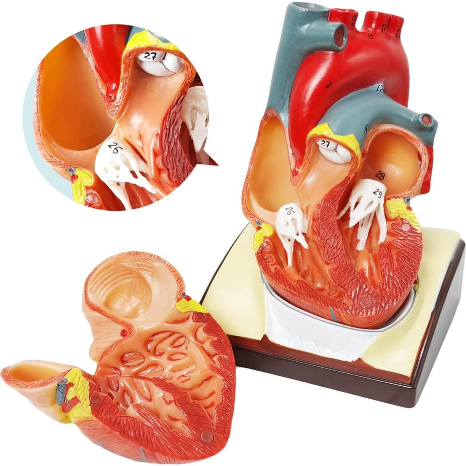 Modelo de Corazón Humano HADWYN 3D a Tamaño Real 11.1cm