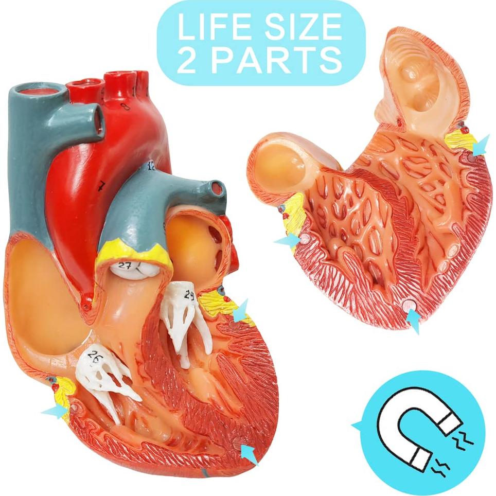 Modelo de Corazón Humano HADWYN 3D a Tamaño Real 11.1cm