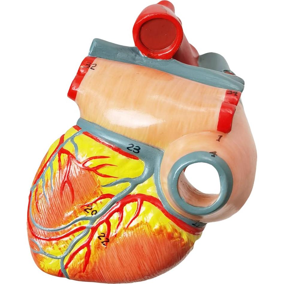 Modelo de Corazón Humano HADWYN 3D a Tamaño Real 11.1cm
