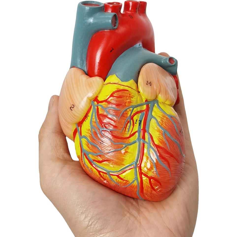 Modelo de Corazón Humano HADWYN 3D a Tamaño Real 11.1cm