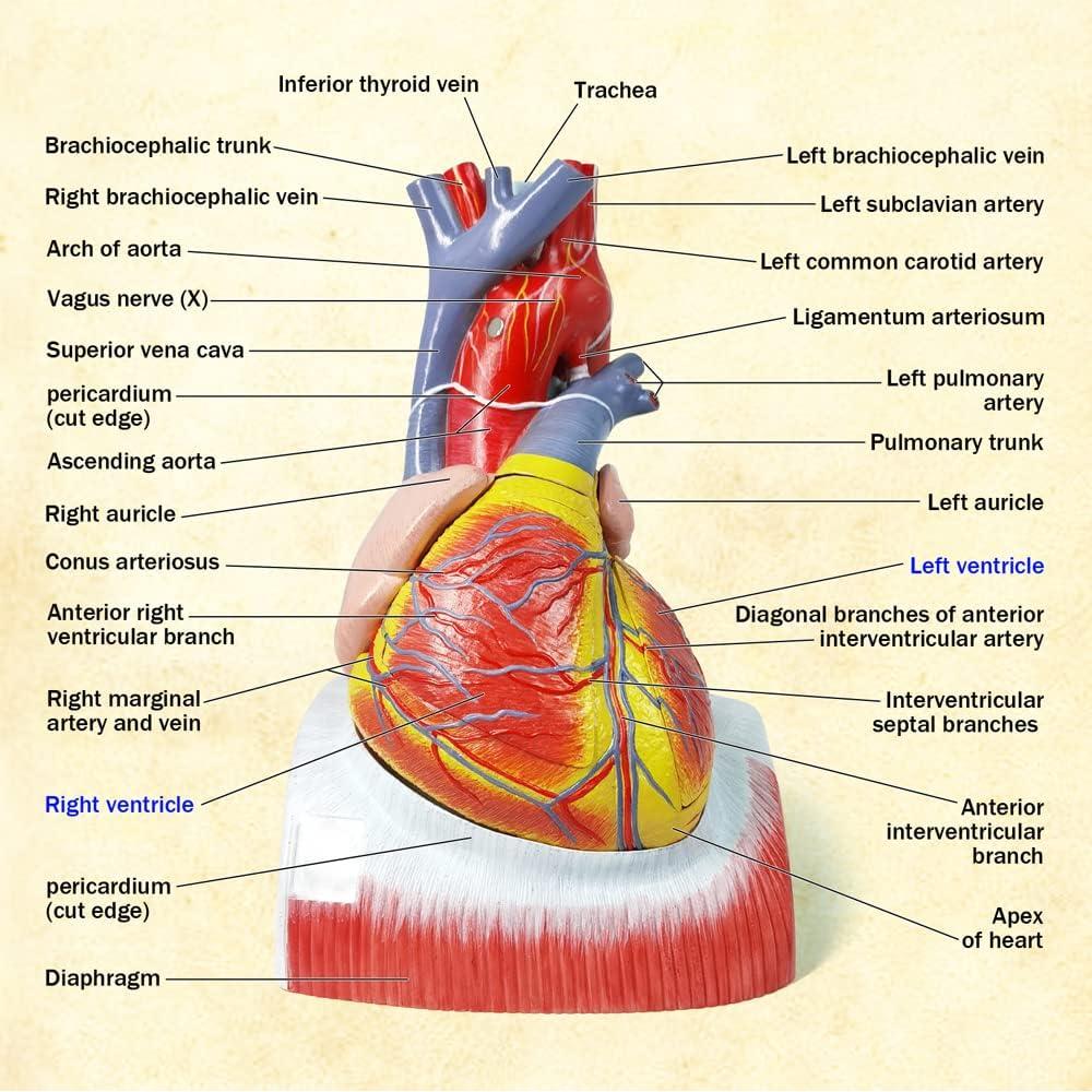 Modelo de Anatomía del Corazón Humano Merinden - 10 Partes, Tamaño Real