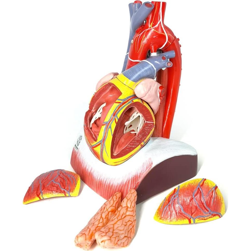 Modelo de Anatomía del Corazón Humano Merinden - 10 Partes, Tamaño Real