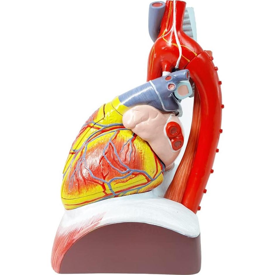 Modelo de Anatomía del Corazón Humano Merinden - 10 Partes, Tamaño Real