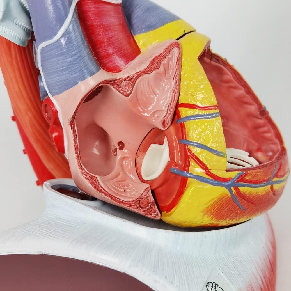 Modelo de Anatomía del Corazón Humano Merinden - 10 Partes, Tamaño Real