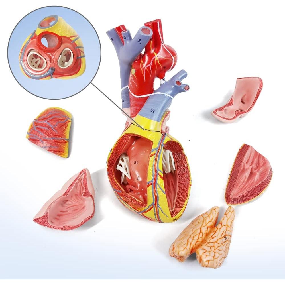 Modelo de Anatomía del Corazón Humano Merinden - 10 Partes, Tamaño Real