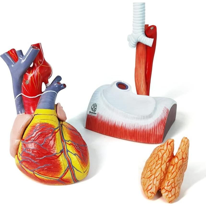 Modelo de Anatomía del Corazón Humano Merinden - 10 Partes, Tamaño Real