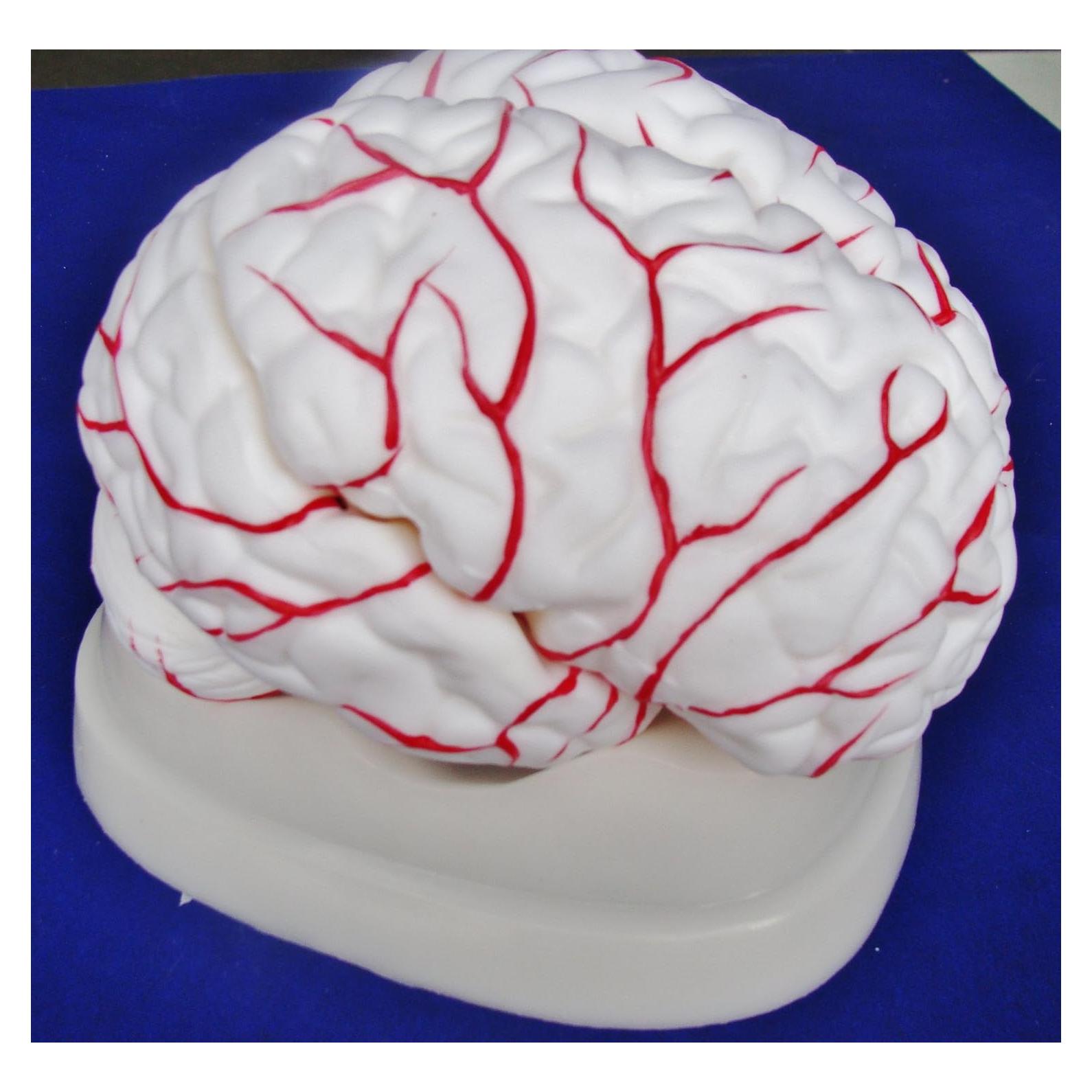 Modelo de Anatomía Profesional Cerebro Arteria ANGELUS IT-047