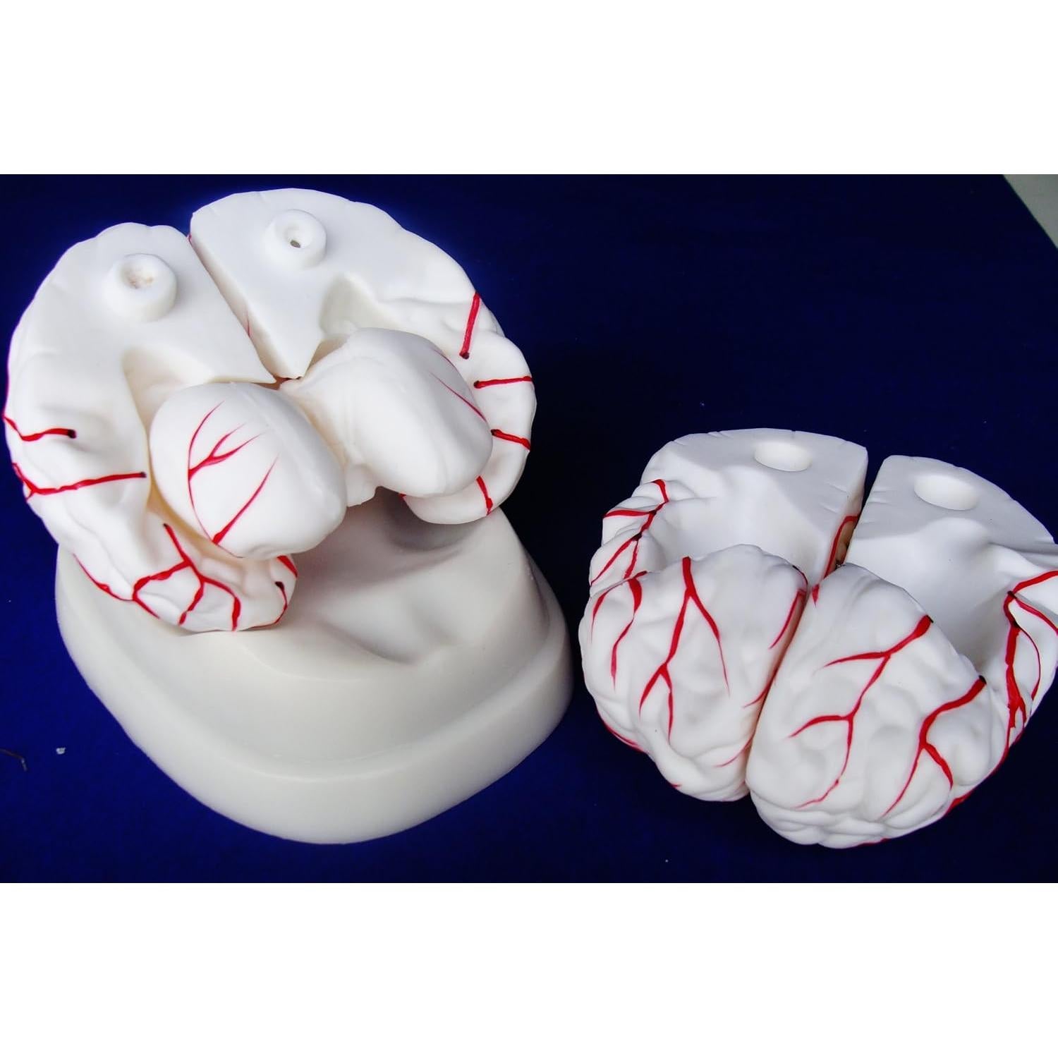 Modelo de Anatomía Profesional Cerebro Arteria ANGELUS IT-047