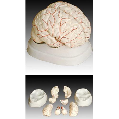 Modelo de Anatomía Profesional Cerebro Arteria ANGELUS IT-047